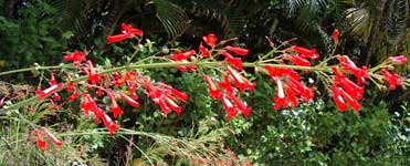 firecracker plant