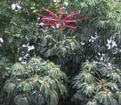 the unknown houseplant