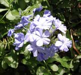 plumbago
