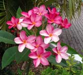 plumeria