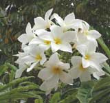 wplumeria